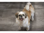 Adopt Cindy a White Shih Tzu / Mixed (short coat) dog in Colorado Springs