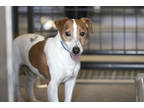 Adopt Flash a White Jack Russell Terrier / Mixed (short coat) dog in Colorado