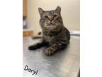 Adopt Daryl a Brown Tabby Domestic Shorthair / Mixed Breed (Medium) / Mixed