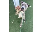 Adopt Kameha a Merle American Pit Bull Terrier / Mixed Breed (Medium) / Mixed