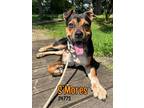 Adopt S'Mores a Black - with Brown, Red, Golden, Orange or Chestnut Boxer /