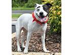 Adopt LULA a White - with Black Bull Terrier / Mixed dog in Spring Lake