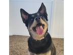 Adopt Koda a Husky dog in Yankton, SD (40913815)