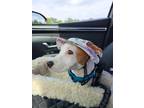Adopt Buna a White - with Tan, Yellow or Fawn Dachshund / Terrier (Unknown Type