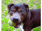 Adopt Doyle a Terrier (Unknown Type, Small) / Mixed dog in Mobile, AL (40898134)