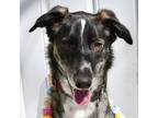 Adopt Yogi a Black Husky / Greyhound dog in King City, ON (40950196)