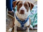 Adopt Ali aka Mia a Red/Golden/Orange/Chestnut - with White Pointer / Spaniel