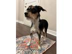 Adopt Phoenix a Black - with Tan, Yellow or Fawn Schnauzer (Miniature) / Terrier