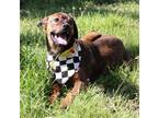 Adopt Basia- CL a Rottweiler / Cane Corso / Mixed dog in Southlake