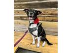 Adopt Mikka a White Border Collie / Mixed dog in Houston, TX (39136342)