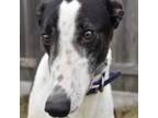 Adopt WW CHANGES a White - with Black Greyhound / Mixed dog in Grandville