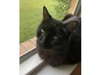 Adopt Zorro (Declawed) a All Black Domestic Longhair / Mixed Breed (Medium) /