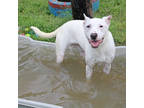 Adopt LuLu a White Carolina Dog / Mixed Breed (Medium) / Mixed (short coat) dog