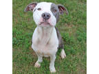 Adopt Ciara a Merle Pointer / Mixed Breed (Medium) / Mixed (short coat) dog in