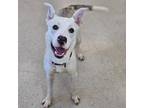 Adopt Gwendoline a Tan/Yellow/Fawn Husky / Mixed Breed (Medium) dog in