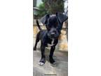 Adopt Poppy a Black Terrier (Unknown Type, Small) / Mixed dog in Appleton