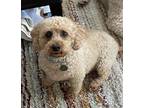 Adopt Gamo a Tan/Yellow/Fawn Labradoodle / Miniature Poodle dog in Tampa