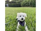 Adopt Bill a Tan/Yellow/Fawn Standard Poodle / Bichon Frise dog in Tampa