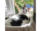 Adopt (H2O) Fiji a Domestic Shorthair cat in Calistoga, CA (41086622)