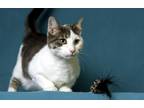 Adopt Rowdy a Gray, Blue or Silver Tabby Domestic Shorthair (short coat) cat in