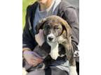 Adopt Virgo a Brindle - with White Plott Hound / Labrador Retriever / Mixed dog