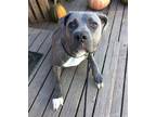 Adopt Kylie a Gray/Blue/Silver/Salt & Pepper Cane Corso / Mixed dog in