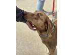 Adopt Thomas a Brown/Chocolate Catahoula Leopard Dog / Mixed dog in New York