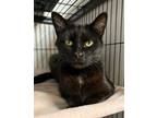 Adopt Essential a Bombay / Mixed (short coat) cat in Douglasville, GA (41324604)