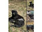 Adopt Smarty Jones a Black - with White Labrador Retriever / Mixed dog in