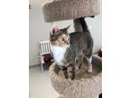 Adopt Cayenne a Domestic Shorthair / Mixed (short coat) cat in Dalton