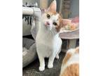 Adopt Groundhog a Domestic Shorthair / Mixed (short coat) cat in Menomonie