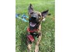 Adopt Piper a Brindle Dutch Shepherd / Mutt / Mixed dog in Palmyra