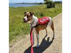 Adopt Tulip a White Australian Cattle Dog / Mixed Breed (Medium) / Mixed (short