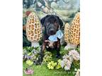 Adopt Genuine Risk (Ginny) a Black - with White Labrador Retriever / Mixed dog
