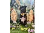 Adopt Levi a Black - with White Labrador Retriever / Mixed dog in Winchester