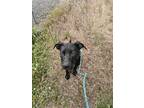 Adopt Dexter a Mixed Breed (Large) / Mixed dog in Spokane Valley, WA (41327955)