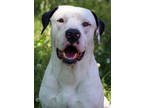 Adopt Tyson a White Mixed Breed (Small) / Mixed Breed (Medium) / Mixed (short