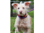 Adopt Grimmy a White Mixed Breed (Small) / Mixed Breed (Medium) / Mixed (short
