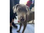 Adopt Tiny a Gray/Blue/Silver/Salt & Pepper Weimaraner / Mixed dog in Glendale