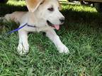 Adopt Trixie a Great Pyrenees / Husky / Mixed dog in Thorndale, TX (40861731)