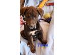 Adopt Tirso a Brindle Mixed Breed (Medium) / Mixed dog in Calexico