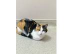 Adopt Cici a Calico or Dilute Calico Domestic Mediumhair (medium coat) cat in