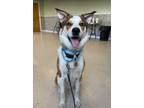 Adopt Jack (Underdog) a Brown/Chocolate Border Collie / Australian Shepherd /