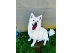 Adopt Piper - adoption pending a Shepherd (Unknown Type) / Golden Retriever /