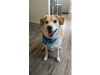 Adopt Gobi a Tan/Yellow/Fawn - with White Husky / Dachshund / Mixed dog in