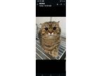 Adopt Lola a Scottish Fold cat in Annapolis, MD (41327526)
