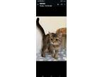 Adopt Molly a British Shorthair cat in Annapolis, MD (41327525)
