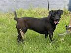 Adopt Kylee a Black - with White Labrador Retriever / Mixed dog in Glenwood