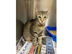 Adopt Posey a Brown Tabby Domestic Shorthair / Mixed Breed (Medium) / Mixed