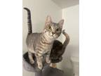 Adopt Loki a Gray, Blue or Silver Tabby Tabby (short coat) cat in Tehachapi
